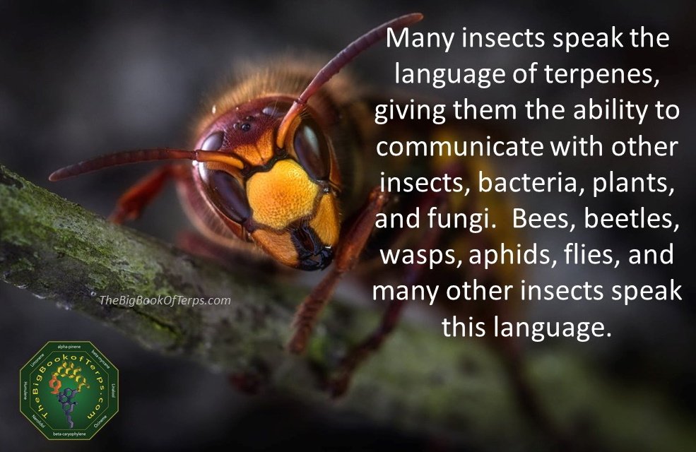 Insects Speak in Terpenes Meme