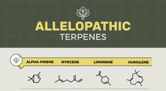 Feature image for allelopathic terpenes and terpenoids