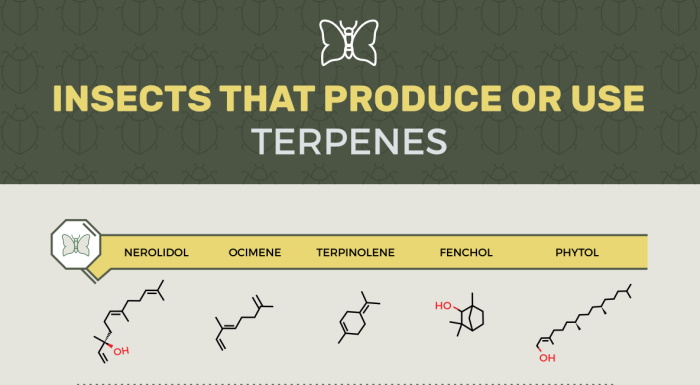 Feature image for insects that produce or use terpenes