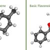 Differences Between Terpenes and Flavonoids Post Image