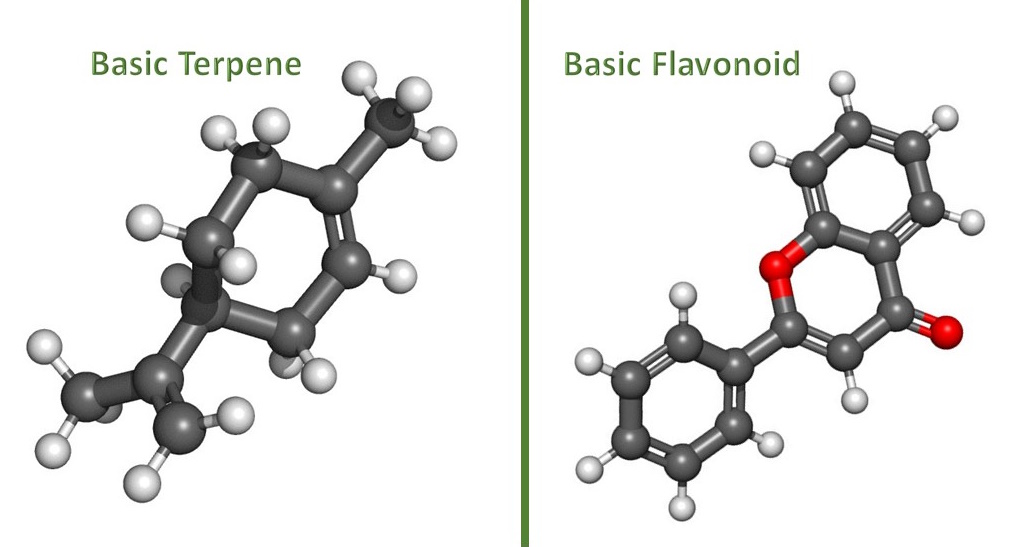 Differences Between Terpenes and Flavonoids Post Image